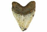 Huge, Fossil Megalodon Tooth - North Carolina #146775-2
